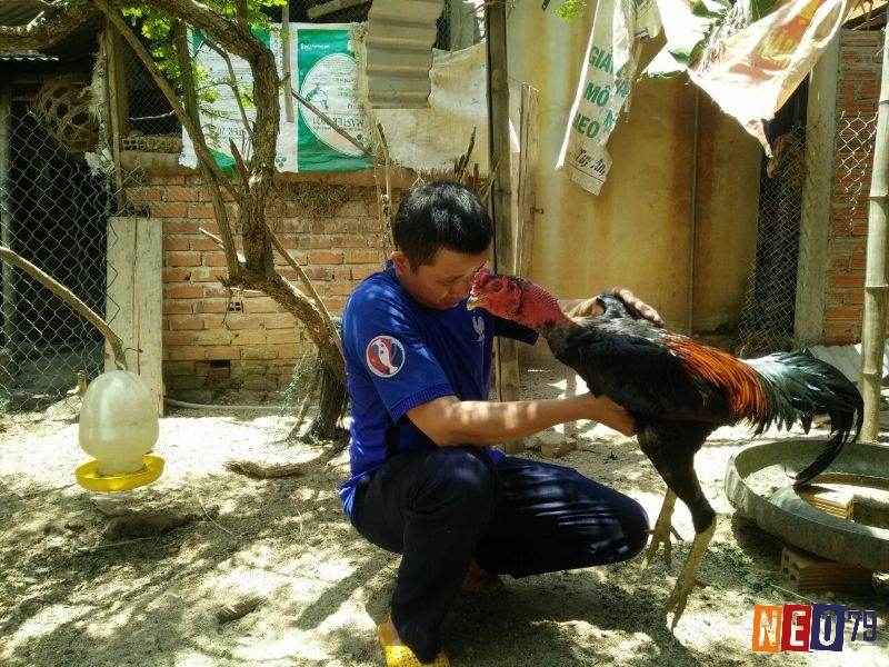 Lựa chọn giống gà chọi phù hợp