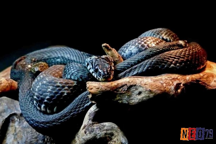Mơ rắn đen bò vào nhà thể hiện hạnh phúc trong gia đình 