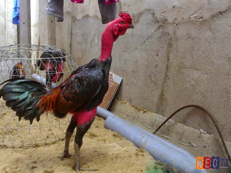 Cách chọn gà chọi dựa trên tính cách đòi hỏi sự quan sát tỉ mỉ và kinh nghiệm thực tế