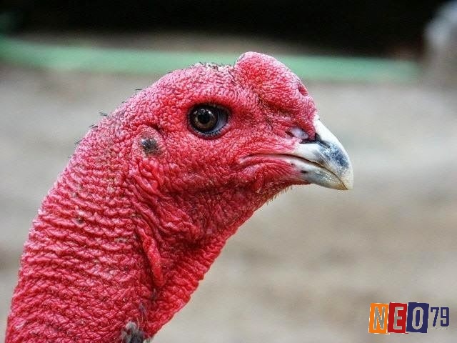Đầu gà là phần quan trọng nhất trong cách chọn gà chọi theo ngoại hình