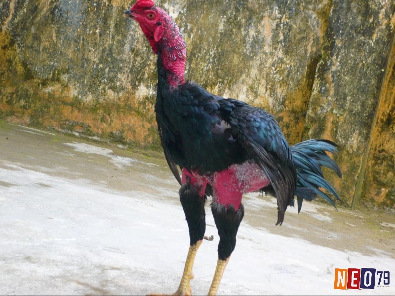 Thân gà chọi lý tưởng có hình chữ V khi nhìn từ phía trước, với ngực rộng và eo thon