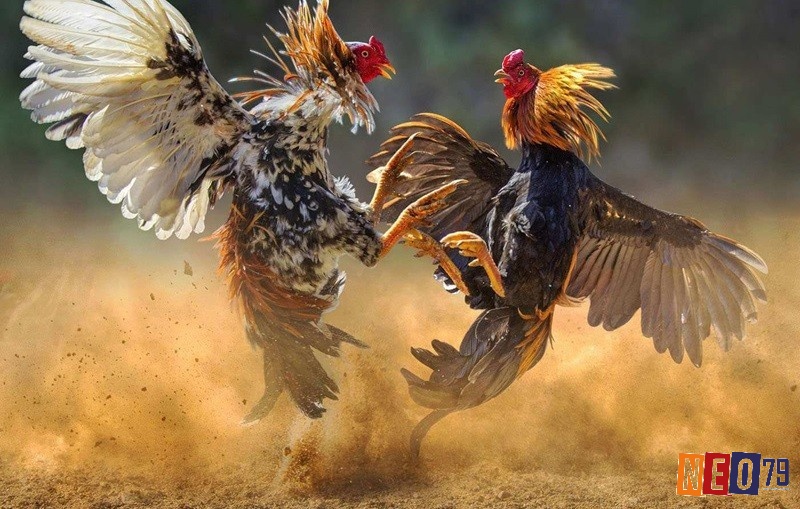 Cách chọn gà chọi dựa trên chất lượng lông đòi hỏi sự quan sát tỉ mỉ