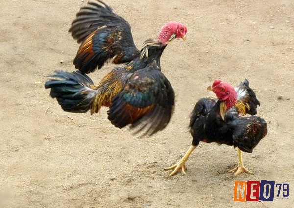 Khả năng phản xạ nhanh nhạy là yếu tố quyết định thắng thua trong chiến đấu