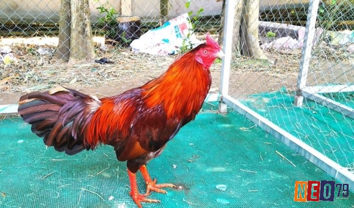 Khả năng thích nghi với môi trường mới là một chỉ số quan trọng về tính cách gà chọi