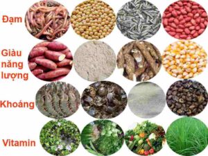 Cách pha trộn thức ăn cho gà đá khoa học, dinh dưỡng tối ưu