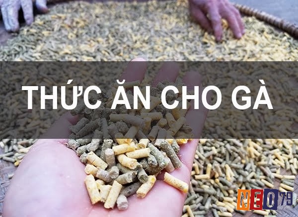 Cách pha trộn thức ăn cho gà đá cần đảm bảo về cấu trúc dinh dưỡng cần thiết