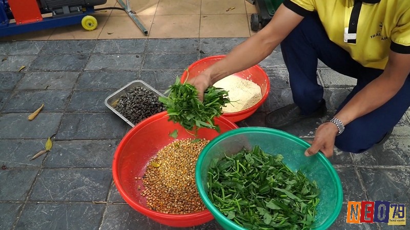 Giai đoạn gà con (0-8 tuần tuổi) là giai đoạn quan trọng nhất quyết định nền tảng phát triển của gà đá