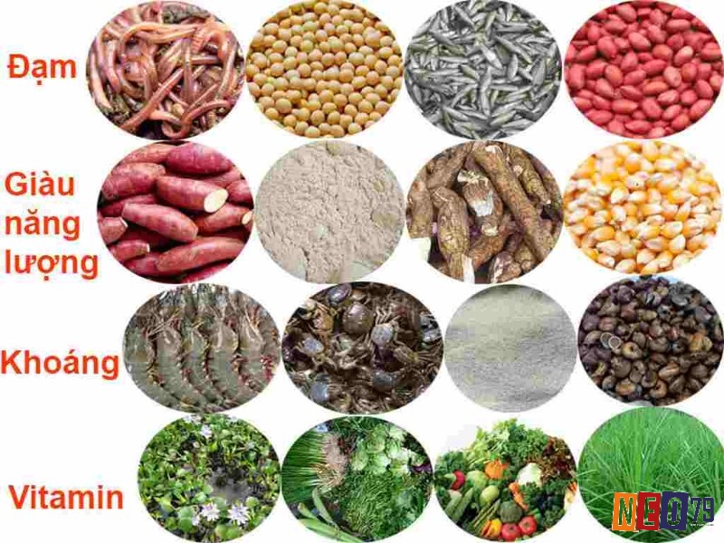 Khí hậu địa phương ảnh hưởng đáng kể đến nhu cầu dinh dưỡng sẽ ảnh hưởng đến công thức cách pha trộn thức ăn cho gà đá